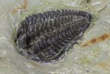 Ventral Lemureops Kilbeyi Trilobite - Fillmore Formation, Utah #85407-3